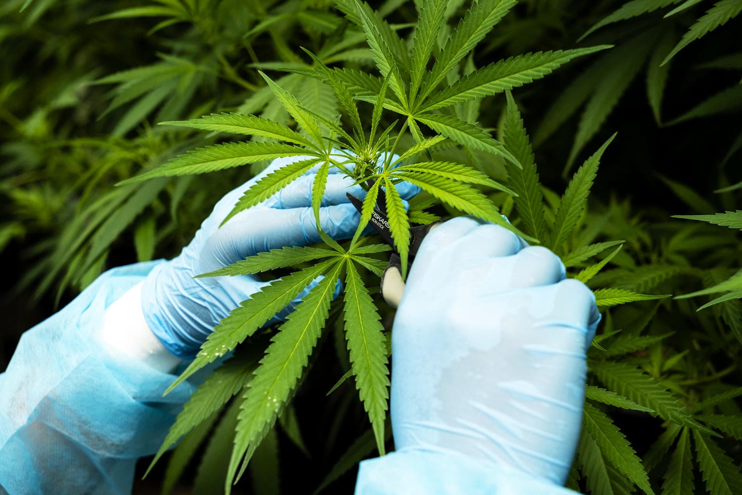 U.S. Reschedules Medical Marijuana to Schedule III Under Controlled Substances Act